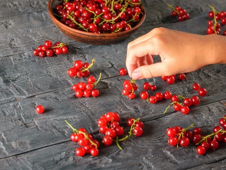The girl holds a bunch of red currant berries on a dark village table. The concept of healthy...