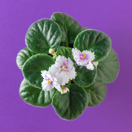 Violet with blooming flowers on a purple background. Beautiful flower on wooden background.の写真素材