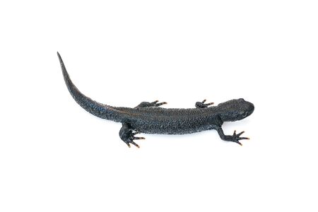 Black Triton lizard isolated on white background. Photo of a reptile.の写真素材