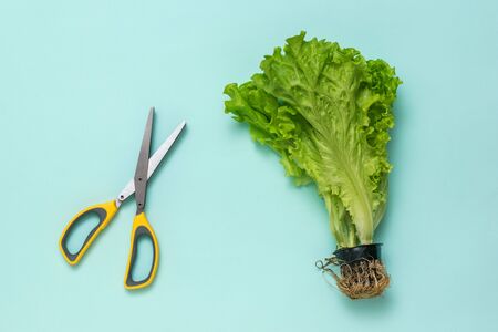 Kitchen scissors with a bunch of lettuce on a light blue background. A device for slicing lettuce.