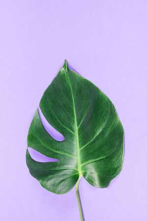 A large leaf of monstera on a purple background. Leaf of an exotic plant.