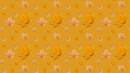 Maple leaves of different sizes on an orange background. Seamless pattern. The herbarium of the...