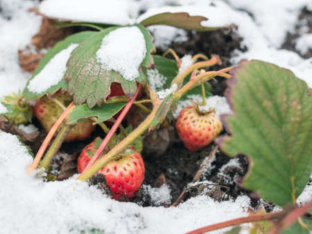 Green grass covered with snow. Abrupt climate change. Cold snap.の写真素材