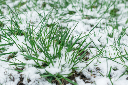 Green grass covered with snow. Abrupt climate change. Cold snap.の写真素材