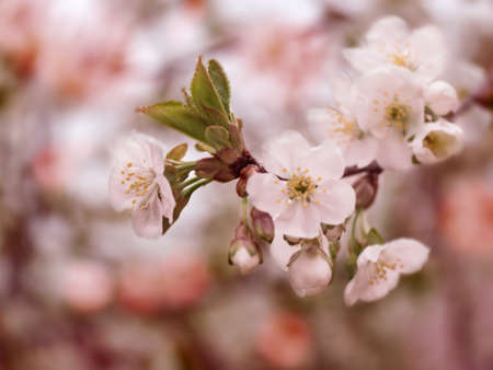Blurred background of a branch of a blooming spring cherry. Spring flowering.の写真素材