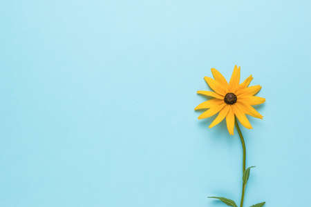 A bright summer yellow flower on a blue background. A flowering plant. Flat lay.の写真素材