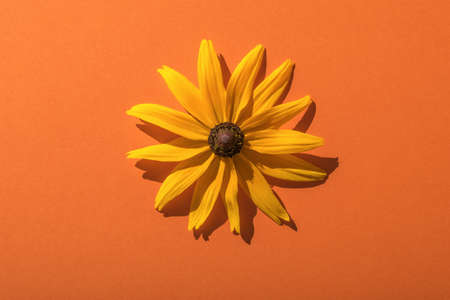 Bright summer yellow flower on an orange background in bright light. A flowering plant. Flat lay.
