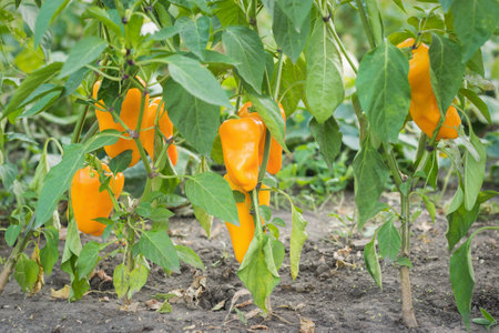 Ripening fruits of orange bell pepper on the stems. A fresh crop of vegetables.の写真素材