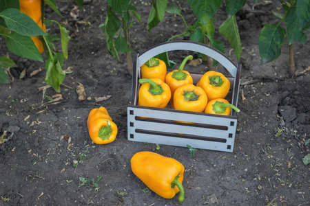 A box of freshly picked bell peppers in the garden. A fresh crop of vegetables.の写真素材