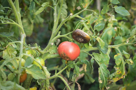 A tomato bush with fruits affected by the disease. Diseases of vegetable crops.の写真素材