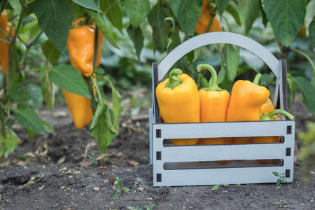 Ripe peppers collected in a wooden box on the garden bed. A fresh crop of vegetables.の写真素材