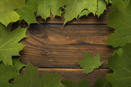 Frame of bright green maple leaves on a wooden background. Space for the text. Autumn background....