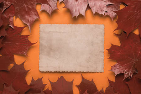 A sheet of antique paper in a frame of red maple leaves on an orange background. Space for the text. Autumn background. Flat lay.の写真素材