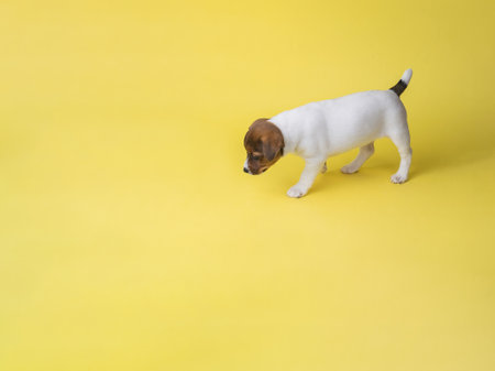 A small Jack Russell terrier puppy on a large yellow background. A photo of a domestic dog taken in the studio.の写真素材
