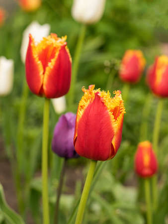A glade of blooming tulips in the spring garden. A popular early spring flower.の写真素材