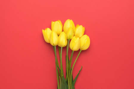 A beautiful bouquet of yellow tulips on a bright red background. Minimal concept of garden flowers.の写真素材
