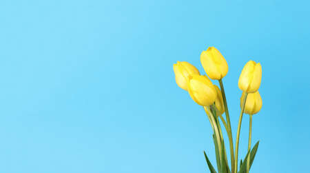 A bouquet of blooming yellow tulips on a light blue background. Minimal concept of garden flowers.の写真素材