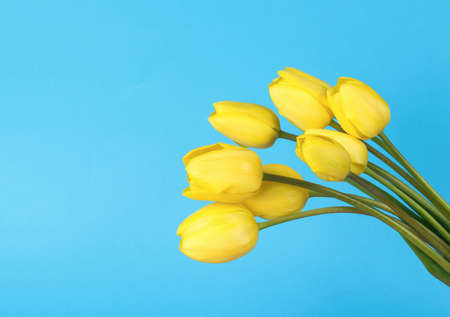 Leaning flowers of yellow tulips on a blue background. Minimal concept of garden flowers.の写真素材