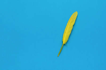 Bright yellow bird feather on a blue background. minimal concept. flat lay.の写真素材