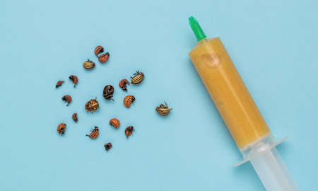 Colorado beetles and a syringe with insect repellents on a blue background. Minimal concept of pest control. flat lay.の写真素材