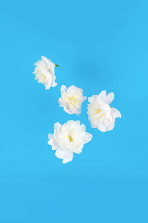 Beautiful white flowers floating on a blue background. Minimal spring and summer concept.の写真素材