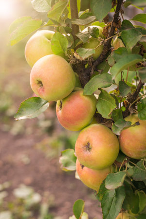 A large number of ripe apples on a tree branch in the sunlight. A big harvest.の写真素材