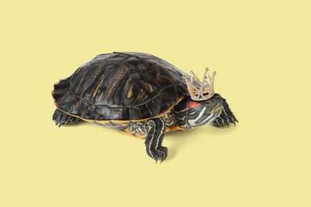 A turtle in a golden crown on a yellow background. Creative photo.