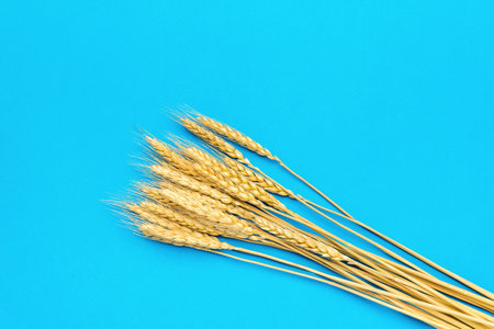 A bunch of ripe ears of rye on a blue background. The concept of harvest.の写真素材