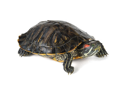 A red-eared turtle isolated on a white background. The inhabitant of the terrarium.の写真素材