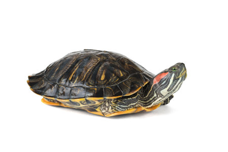 Water turtle with legs tucked up isolated on a white background. The inhabitant of the terrarium.の写真素材