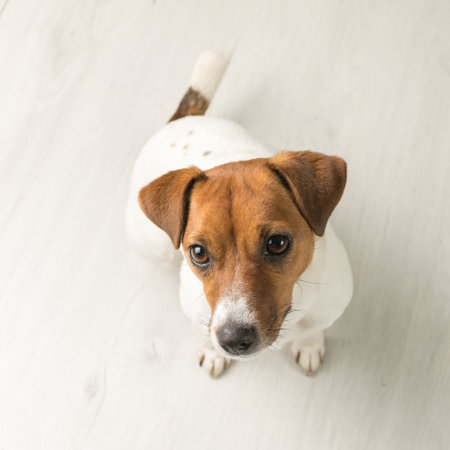 Top view of a Jack Russell terrier sitting on a wooden floor. Cute pet.の写真素材