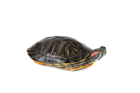 A turtle, isolated on a white background, hiding its legs in a shell. The inhabitant of the terrarium.の写真素材