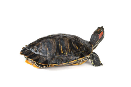 A red-eared turtle with its head up is isolated on a white background. The inhabitant of the terrarium.の写真素材