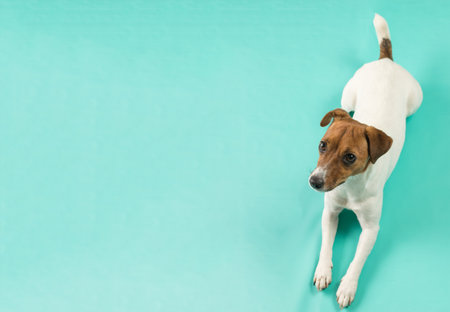 A Jack Russell terrier dog lying on a turquoise background. A place for the text. Cute pet.の写真素材