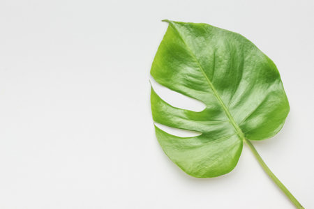 A large sheet of monstera on a white background. A natural concept.の写真素材