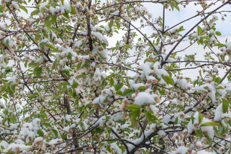A cherry tree with flowers covered with suddenly fallen snow. Disaster.の写真素材