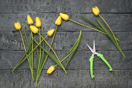 Scissors for plants and scattered yellow tulips on a wooden background. A place for your text.の写真素材