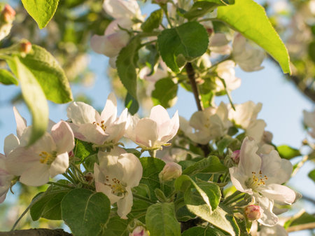 Blooming Apple Blossoms in Sunlight - Fresh Spring Floral Close-Up in Natureの写真素材