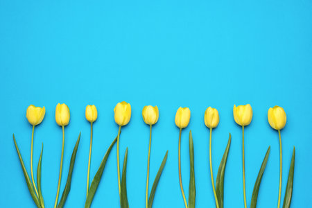 Minimalist Yellow Tulips on Vibrant Blue Background Spring and Summer Floral Designの写真素材