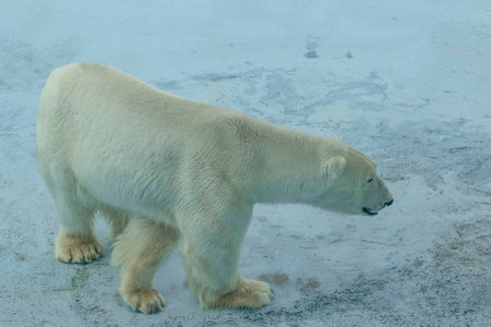 Majestic Polar Bear Walking on Ice in Arctic Environmentの写真素材