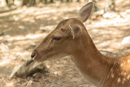 Close-up of a Deer in Natural Habitat under Soft Sunlightの写真素材