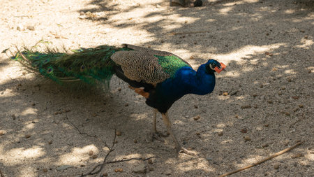 Vibrant Peacock with Colorful Plumage Standing on Sunlit Gravel Pathの写真素材