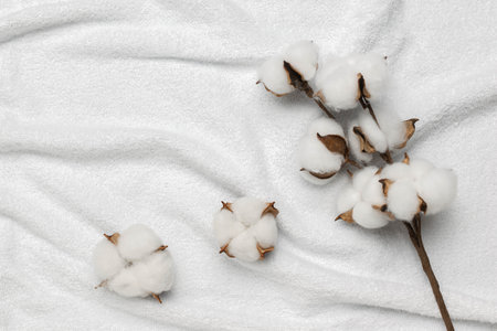 Cotton Balls on White Background: Natural Textile Fiber Plantの写真素材