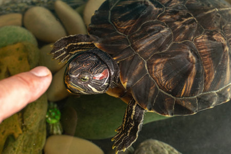 Red-eared slider (Trachemys scripta elegans)の写真素材