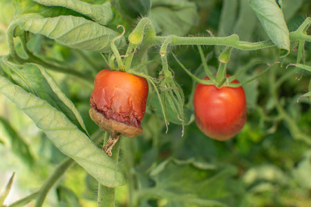 Diseased Tomatoes: Tomato Plant with Healthy and Infected Fruit on Vineの写真素材
