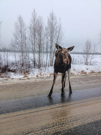 Moose on a Winter Road in Misty Forest Landscapeの写真素材