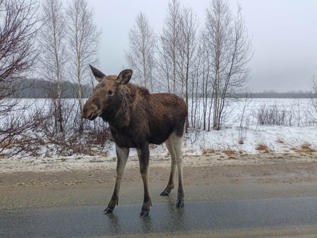 Moose on a Winter Road with Snowy Landscape and Bare Treesの写真素材
