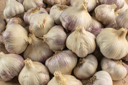 Fresh Organic Garlic Bulbs in Abundance for Healthy Cooking and Aromatic Flavorの写真素材