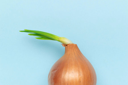 Sprouting Onion Against Pastel Blue Background: Freshness and Growth Conceptの写真素材