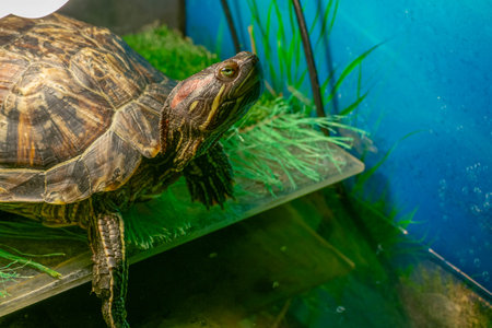 Aquatic Turtle Relaxing in a Vibrant Aquarium Habitatの写真素材